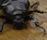 Beetle